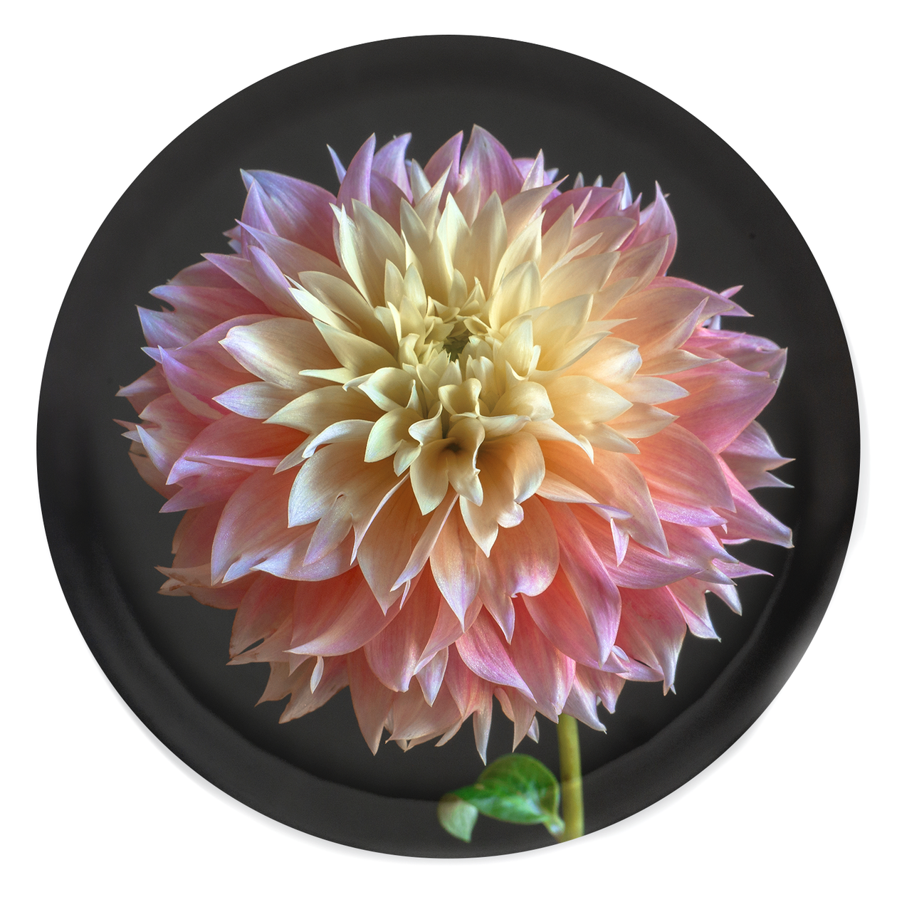 Round Tray - Dahlia 'Kogane Fubuki'