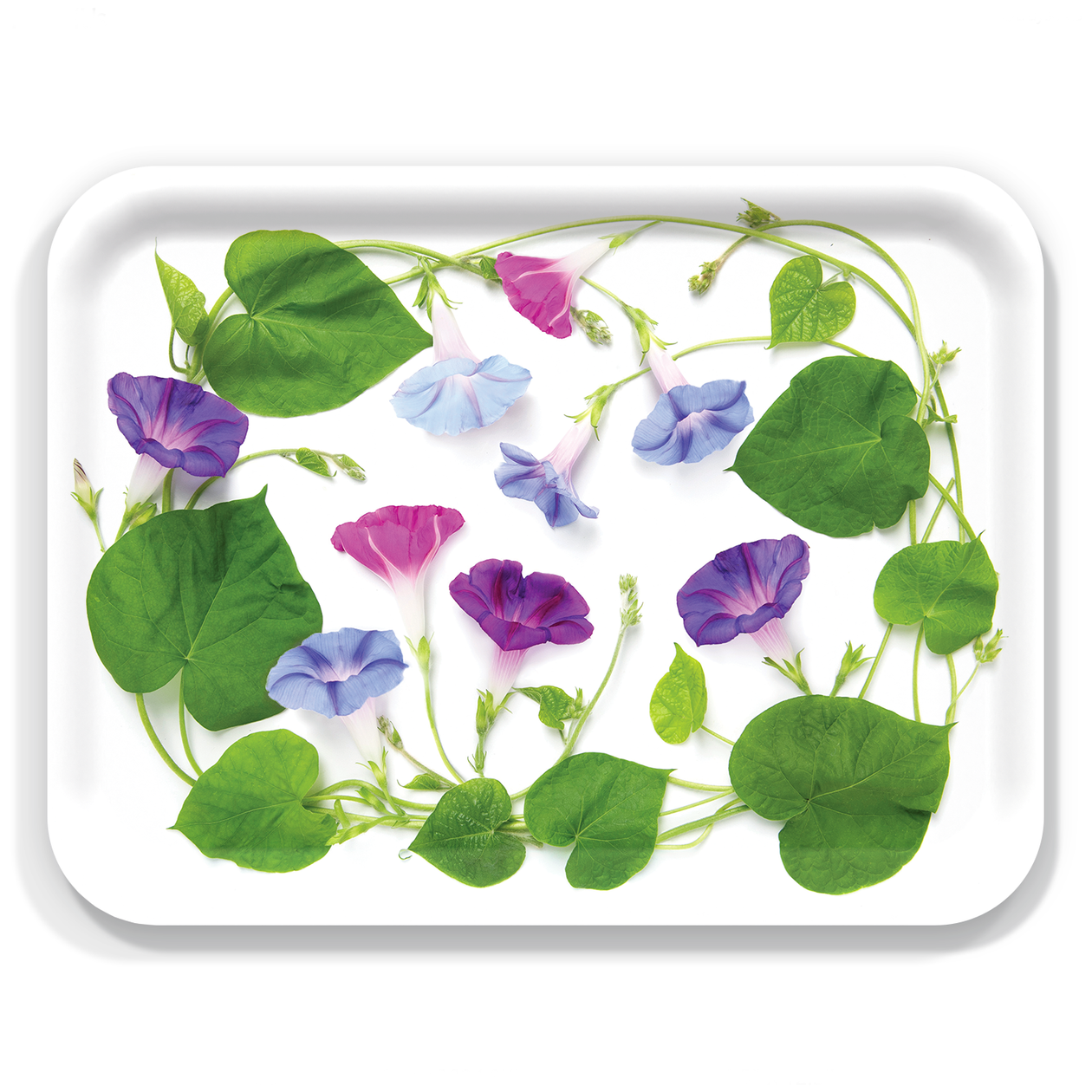 Tray - Morning Glory, Medium