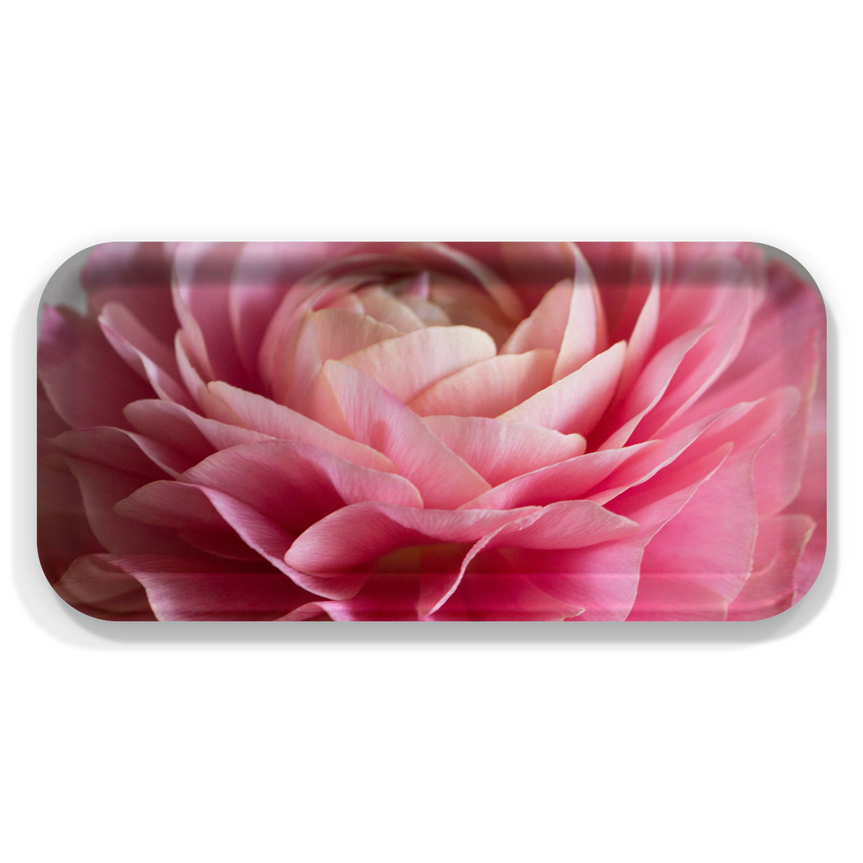 Tray - Pink Ranunculus