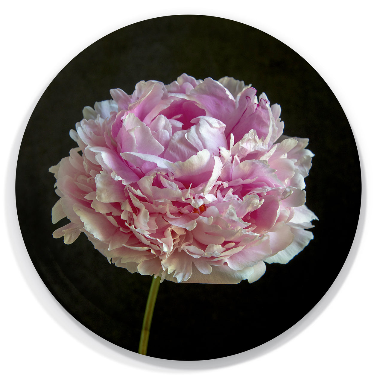 Round Tray - Pink Peony 'Sarah Bernhardt'