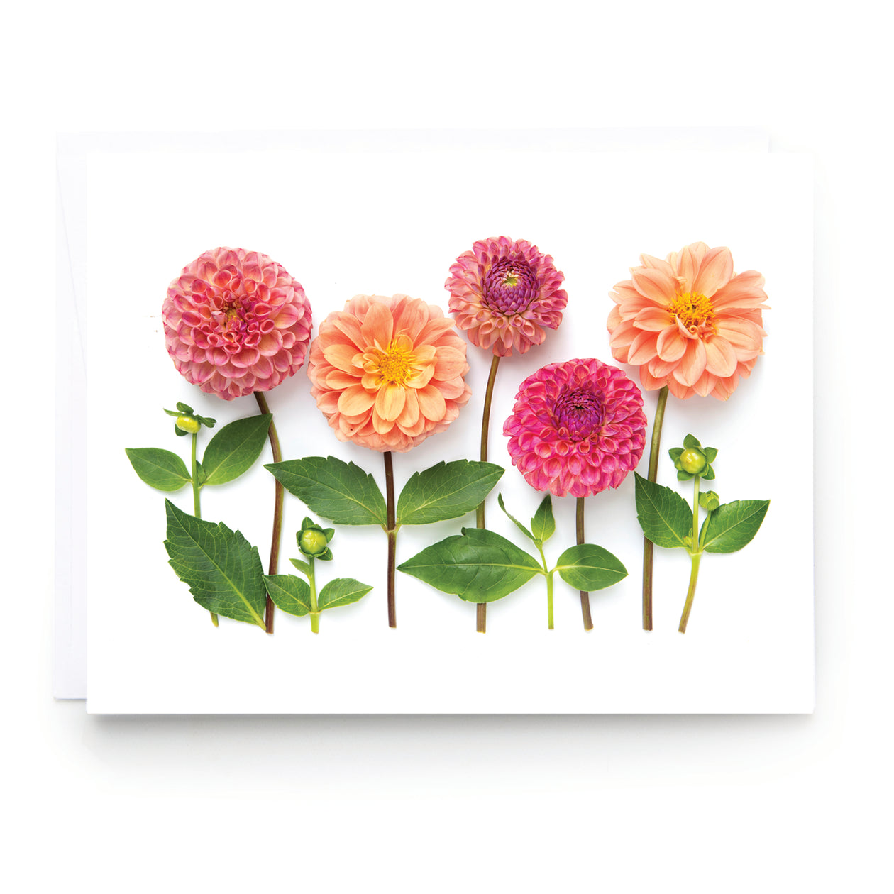 Folding card - Dahlia Garden