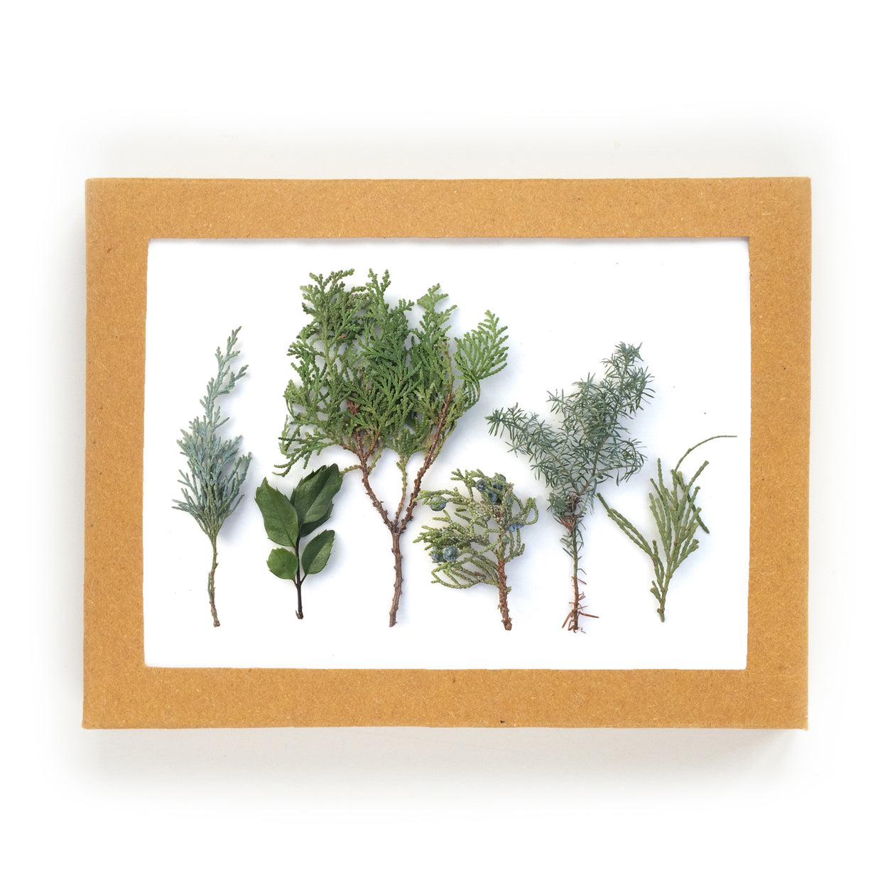 Card set -Baby Evergreens