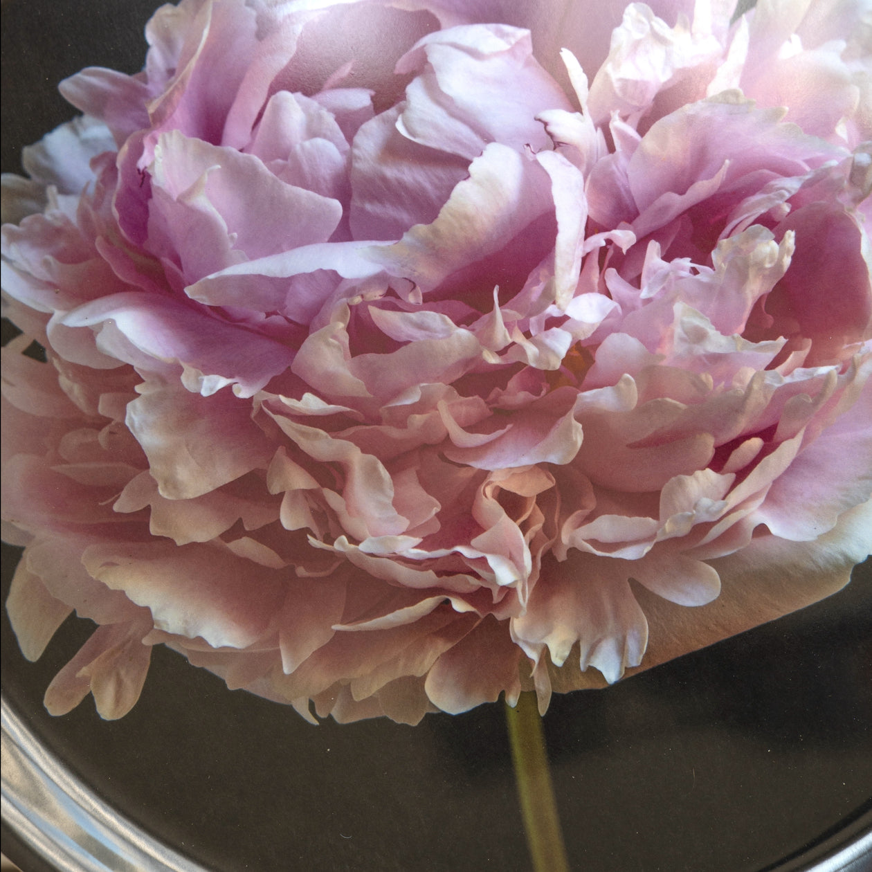 Round Tray - Pink Peony 'Sarah Bernhardt'