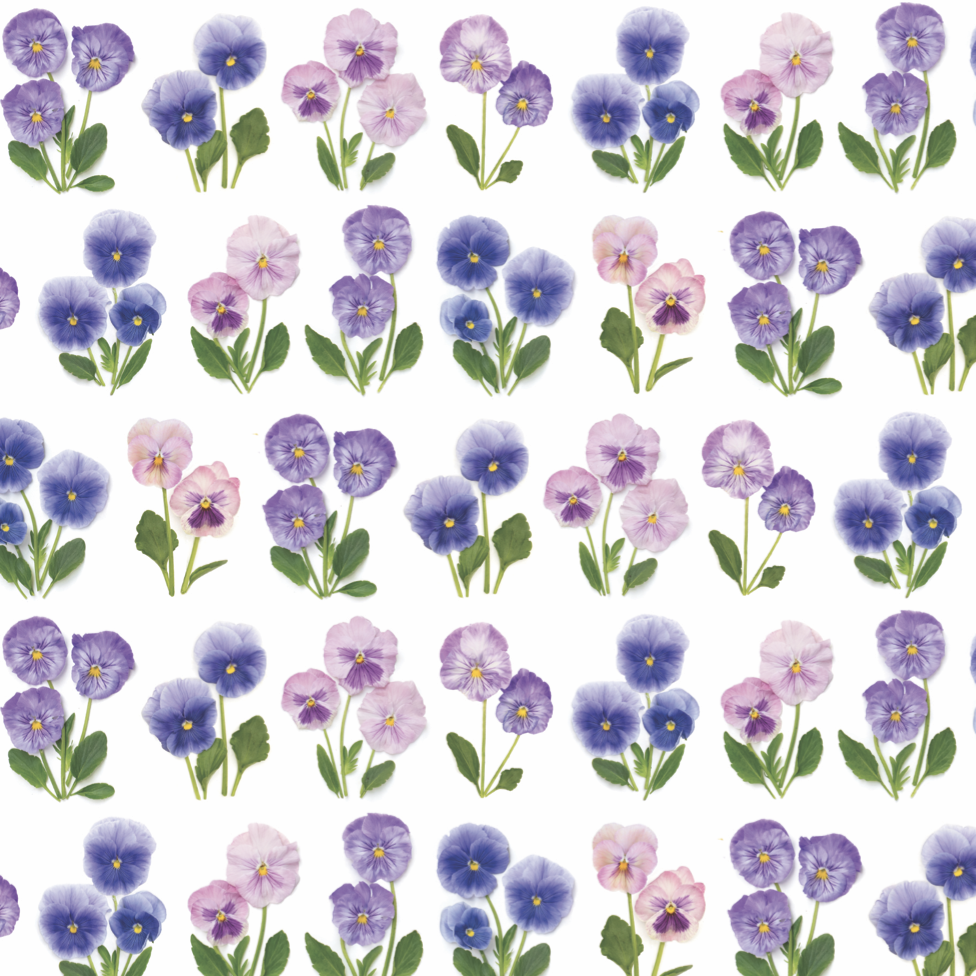 Gift wrap ~ pansies