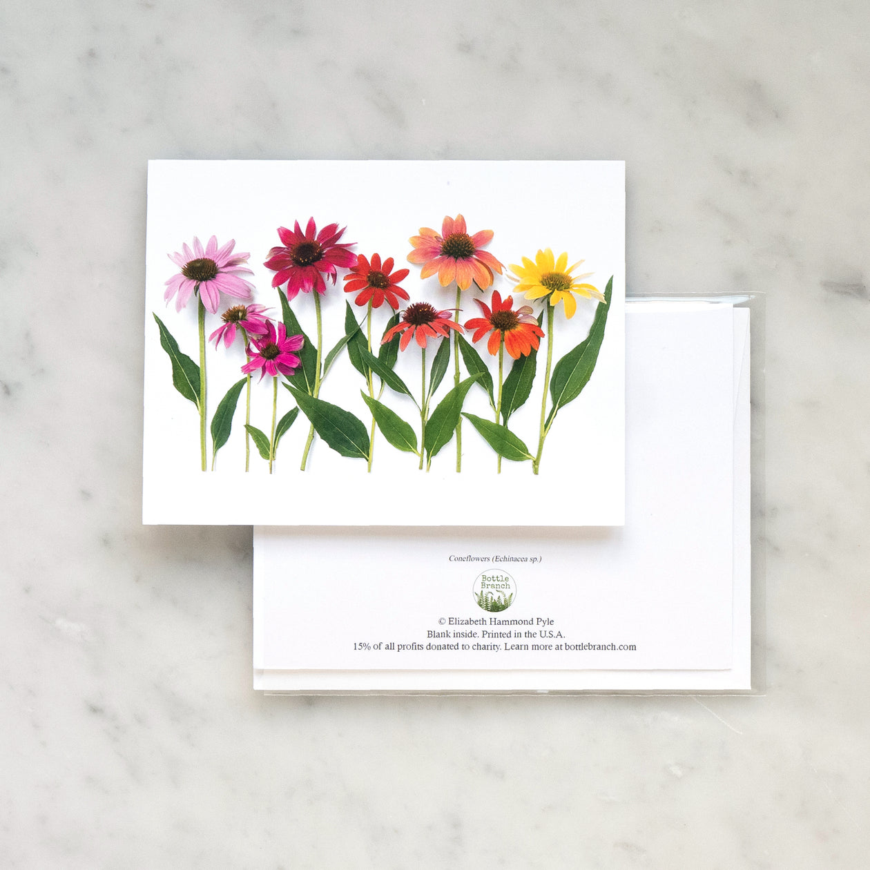 Folding card - Coneflowers