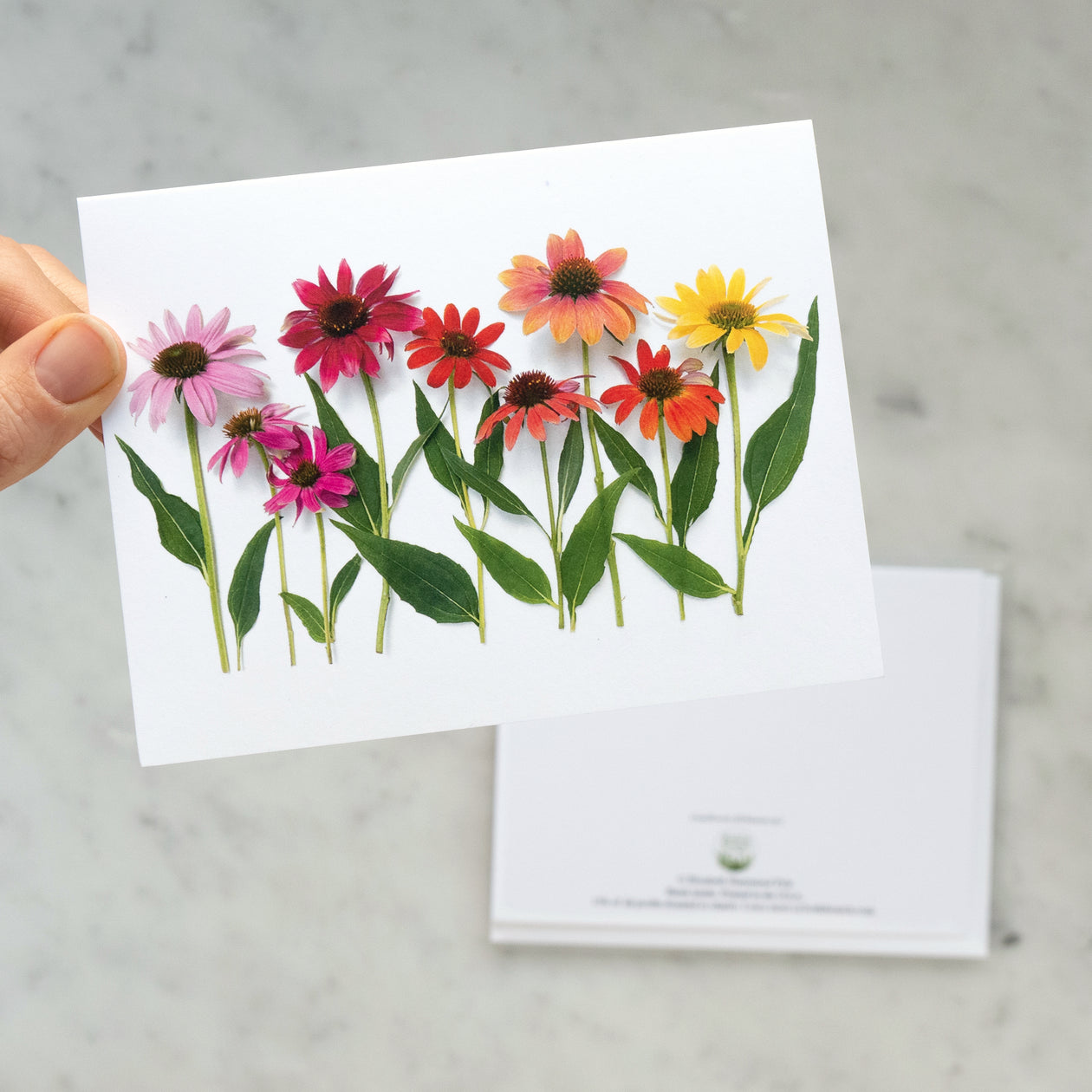 Folding card - Coneflowers