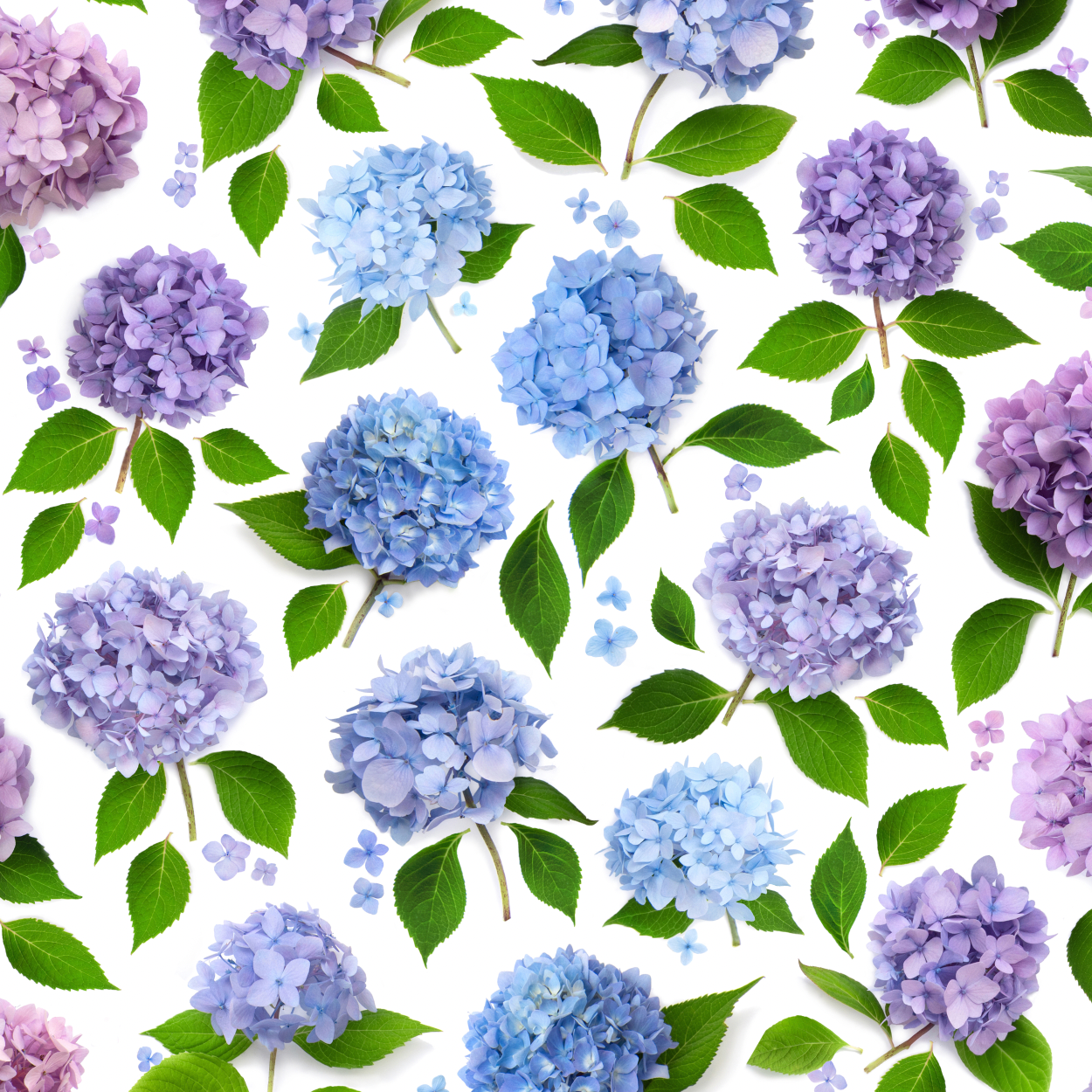 Gift wrap ~ Hydrangea