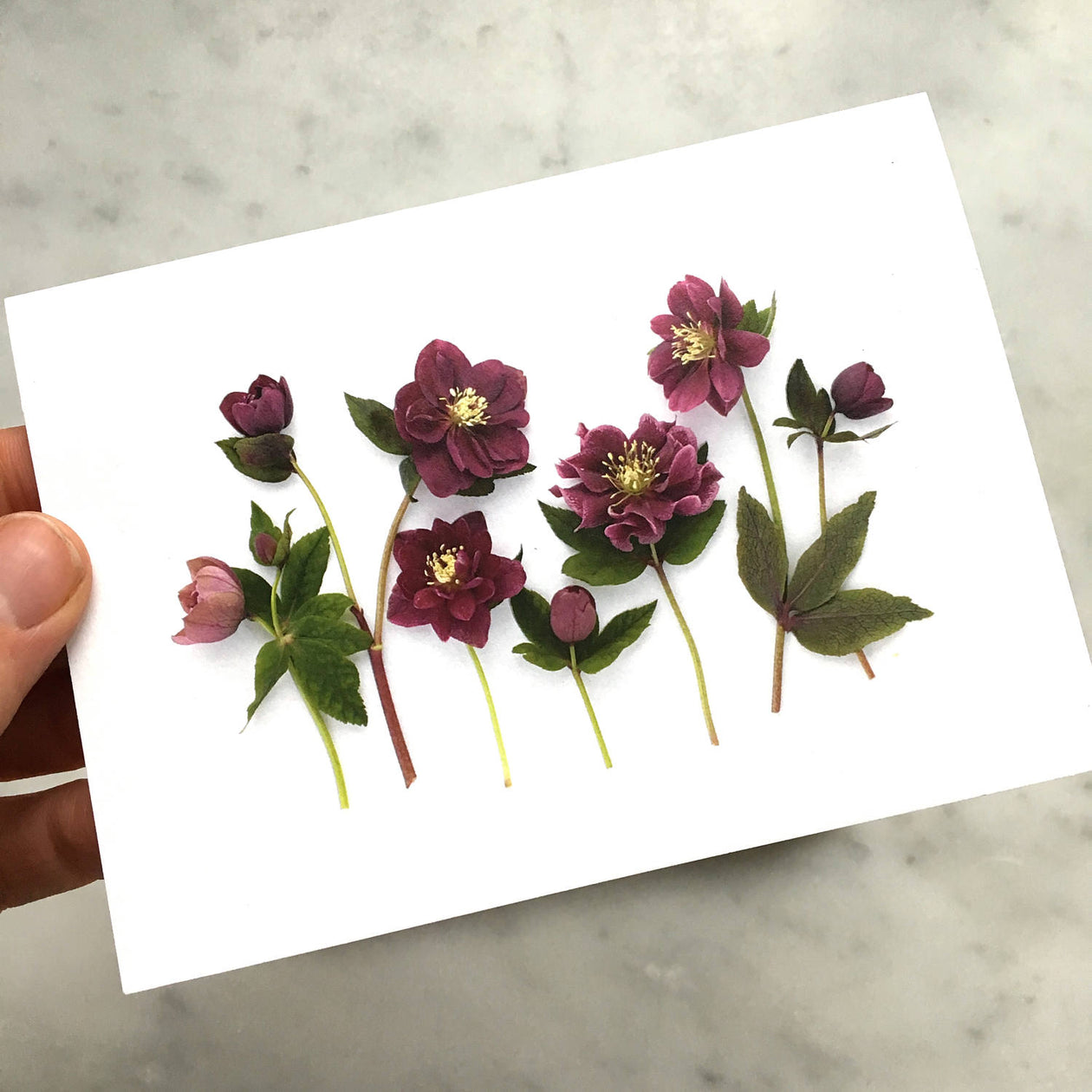 Folding card - Hellebores card