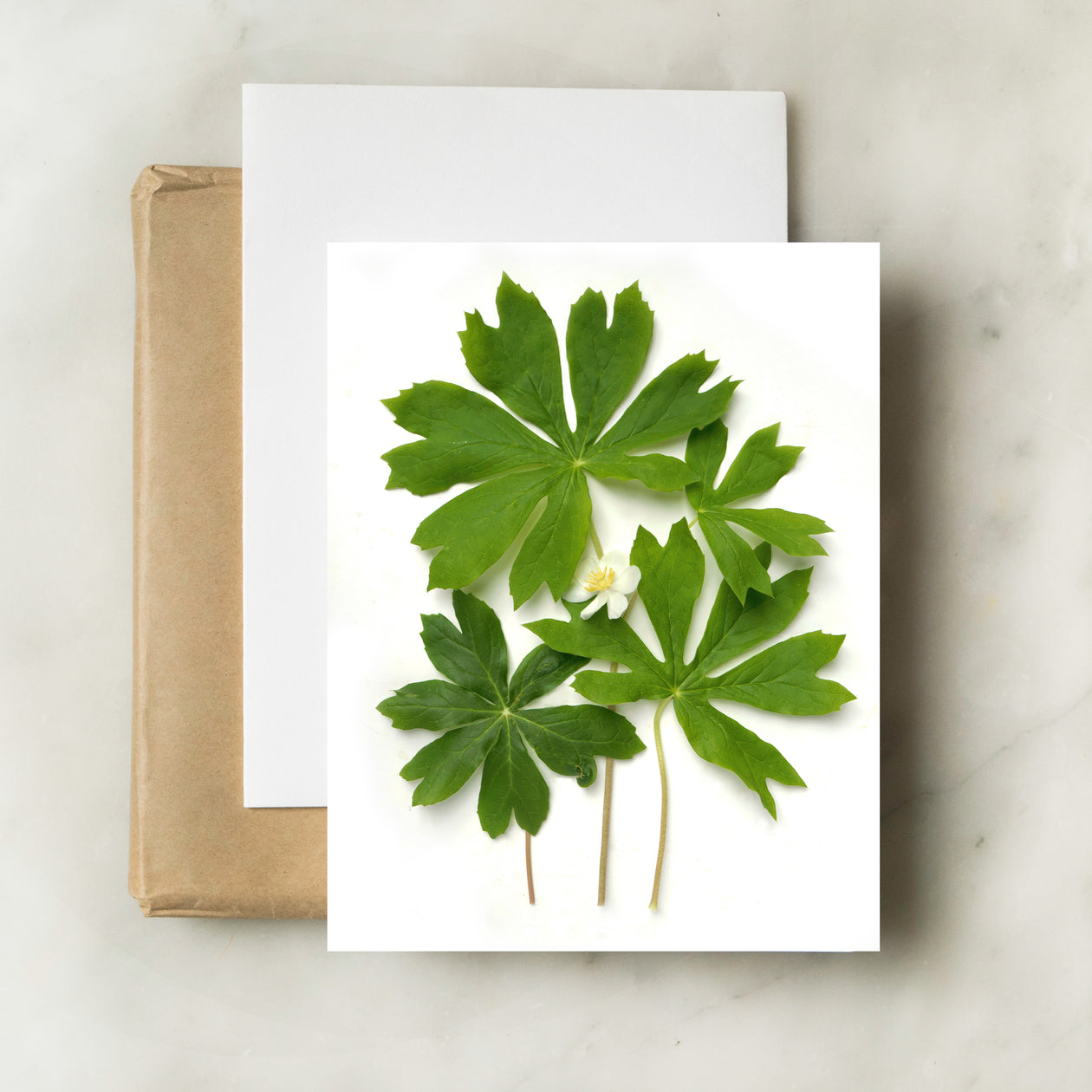 Folding card - Mayapples card