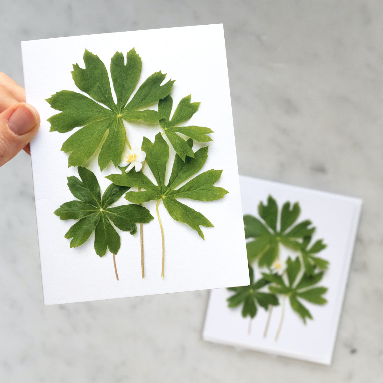 Folding card - Mayapples card