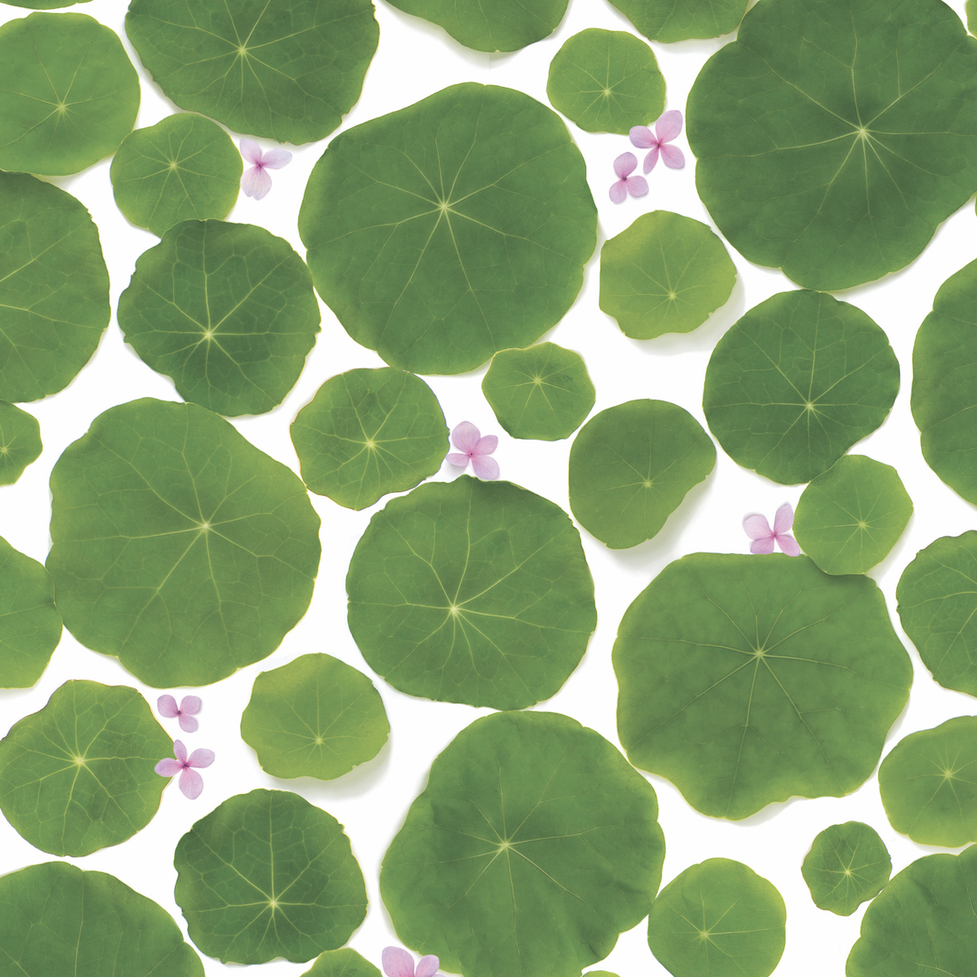 Gift wrap ~ nasturtium