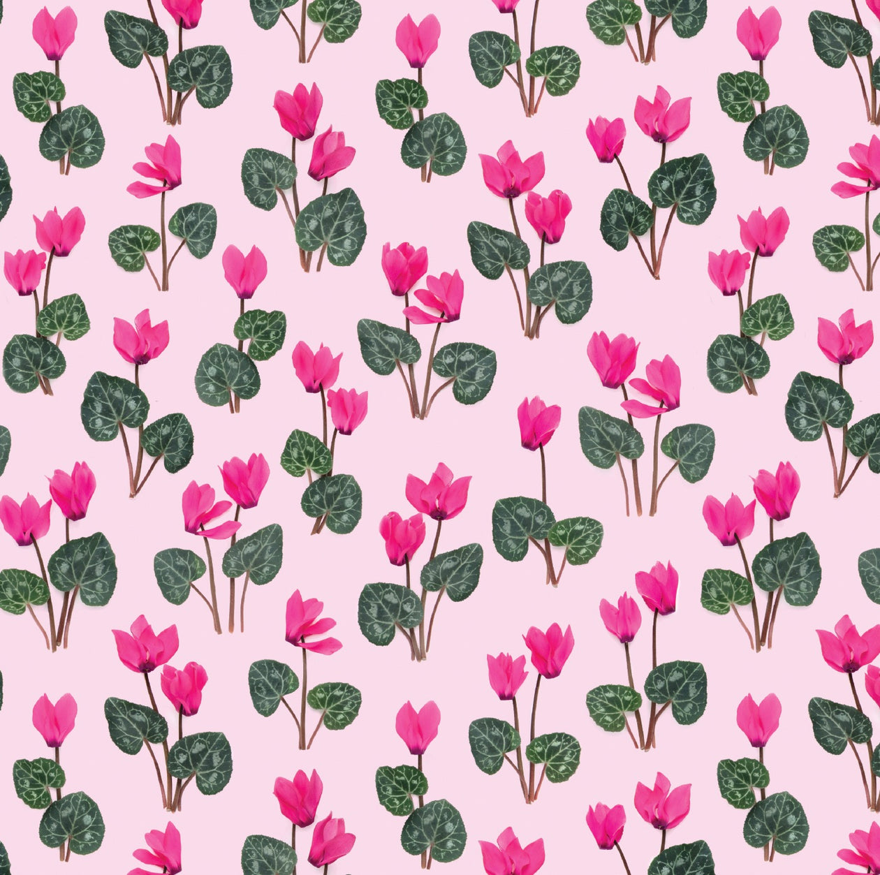 Gift wrap ~ pink cyclamen