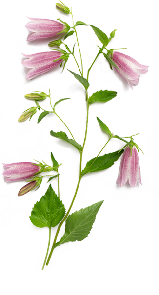 campanoula flower